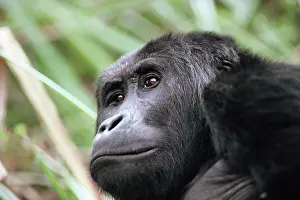 Zaire: Eastern Lowland GORILLA - close-up of face
