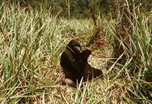Congo: Eastern Lowland Gorilla - eating