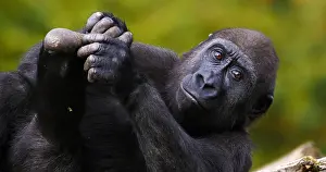 Rest: Eastern Lowland Gorilla (gorilla gorilla) grauer