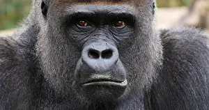 Gorilla: Eastern Lowland Gorilla (gorilla gorilla) grauer