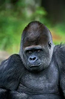 Graueri: Eastern Lowland Gorilla (gorilla gorilla) graueri