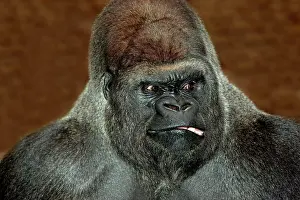Facial: EASTERN LOWLAND (GORILLA gorilla gorilla) graueri