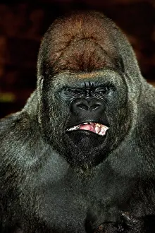 Facial: EASTERN LOWLAND (GORILLA gorilla gorilla) graueri