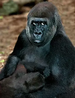 Infant: Eastern Lowland Gorilla (gorilla gorilla) graueri
