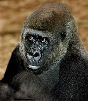 Graueri: Eastern Lowland Gorilla (gorilla gorilla) graueri