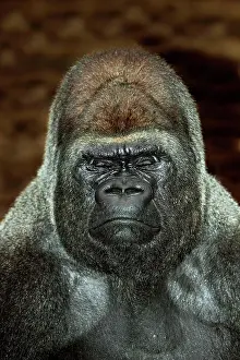 Graueri: EASTERN LOWLAND (GORILLA gorilla gorilla) graueri