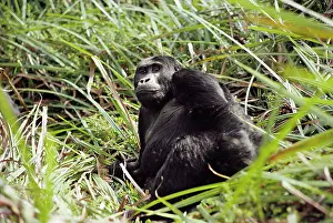Graueri: Eastern Lowland Gorilla - lying in long grass