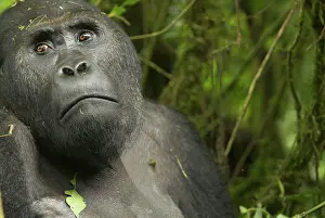 Graueri: Eastern Lowland Gorilla - male