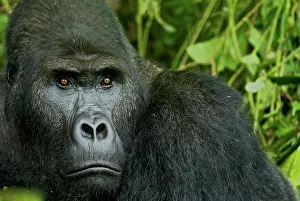Thoughtful: Eastern Lowland Gorilla - silverback portait