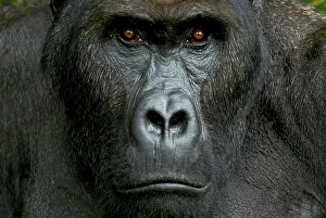 Portait: Eastern Lowland Gorilla - silverback portait