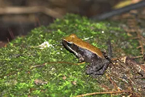 Mantidactylus: Eastern Madagascar Frog - Endemic