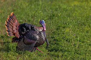Game Bird: Eastern male wild tom turkey in breeding plumage near
