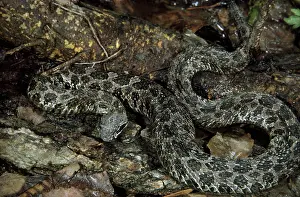 Rattlesnakes: Eastern Masssasauga Rattlesnake