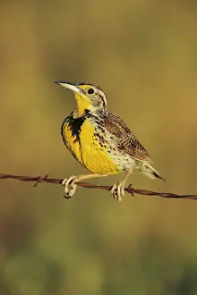 Magna: Eastern Meadowlark