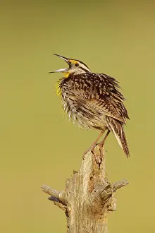 Magna: Eastern Meadowlark