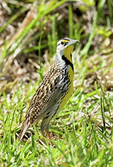 Larks: Eastern Meadowlark