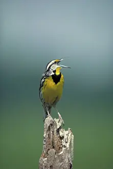 Magna: Eastern meadowlark