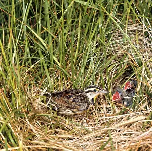 Nestling: Eastern Meadowlark