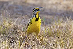 Rican: Eastern Meadowlark