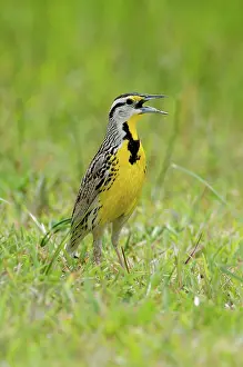 Magna: Eastern Meadowlark calling