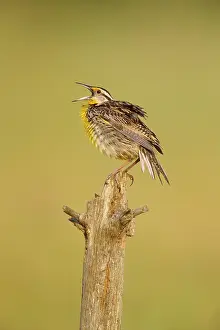 Magna: Eastern Meadowlark - June