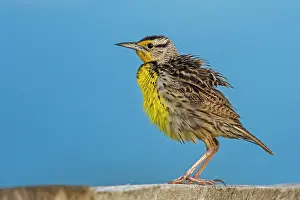 Meadowlark: Eastern Meadowlark, Los Llanos, Colombia