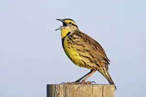 Magna: Eastern Meadowlark singing