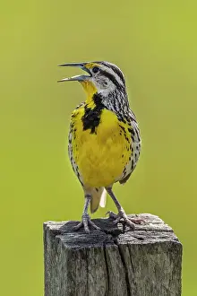 Llanos: Eastern Meadowlark, singing, Los Llanos, Colombia