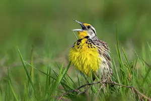 Chest: Eastern Meadowlark, singing, Los Llanos, Colombia