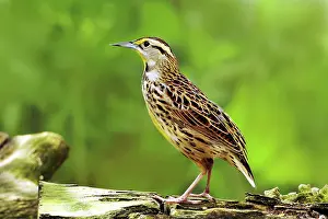 Magna: Eastern Meadowlark (Sturnella magna)