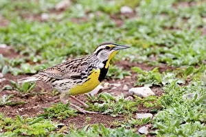 Magna: Eastern Meadowlark (Sturnella magna)