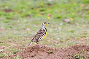 Magna: Eastern Meadowlark (Sturnella magna)