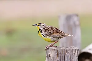 Magna: Eastern Meadowlark (Sturnella magna)