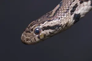 Lampropeltis: Eastern Milk Snake