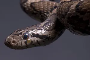 Lampropeltis: Eastern Milk Snake