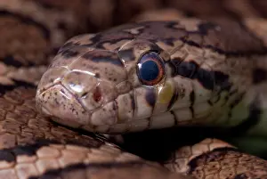 Lampropeltis: Eastern Milk Snake