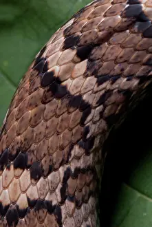 Lampropeltis: Eastern Milk Snake