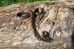 Lampropeltis: Eastern Milk Snake