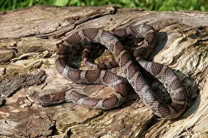 Lampropeltis: Eastern Milk Snake