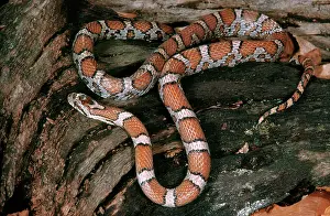 Lampropeltis: Eastern Milksnake