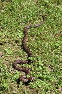 Lampropeltis: Eastern Milksnake