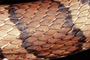 Lampropeltis: Eastern Milksnake