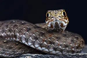 Algeria: Eastern Montpellier snake (Malpolon insignatus)