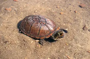 Kinosternidae: Eastern Mud Turtle