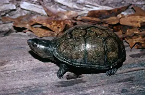 Kinosternidae: Eastern Mud Turtle