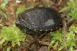 Kinosternidae: Eastern Mud Turtle hatchling