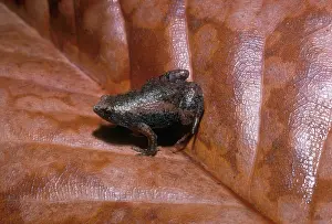 Microhylidae: Eastern Narrowmouth Toad