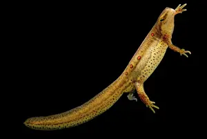 Sperm: Eastern Newt