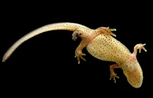 Sperm: Eastern Newt