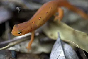 Redspotted: Eastern Newt